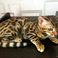 Питомник бенгальских кошек Svetvokoshki Фото 2 на проекте Vrn.vetspravka.ru Питомник бенгальских кошек Svetvokoshki Фото 2 на проекте Vrn.vetspravka.ru