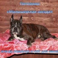 Питомник Малышевская звезда на проекте Vrn.vetspravka.ru Питомник Малышевская звезда на проекте Vrn.vetspravka.ru