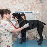 Ветеринарный центр Ка Дэ Бо Фото 2 на проекте VetSpravka.ru