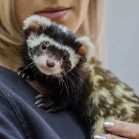 Ветеринарная клиника Эксперт Фото 2 на проекте Vrn.vetspravka.ru Ветеринарная клиника Эксперт Фото 2 на проекте Vrn.vetspravka.ru